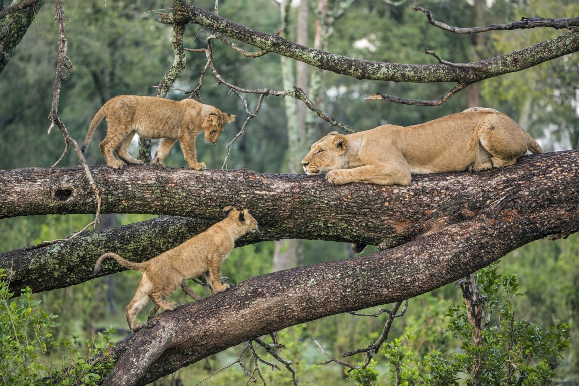 6 Days Tanzania Camping Safari - Tarangire, Serengeti, Ngorongoro and Lake Manyara