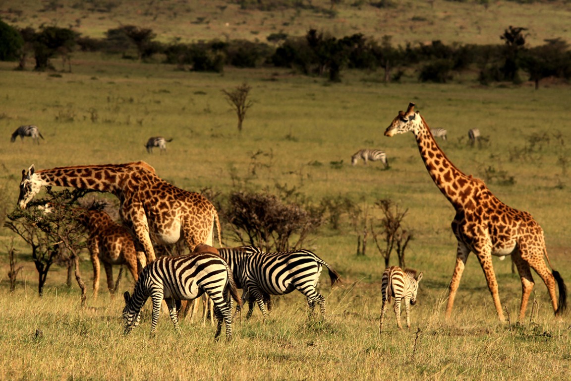 7 Reasons why you should visit the Serengeti at least once in your life