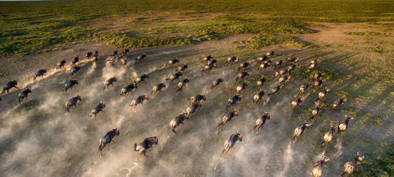 Best time to See Serengeti Migration