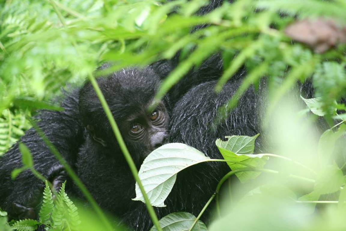 Gorilla Safari & Chimpanzee Trekking Uganda 8 days