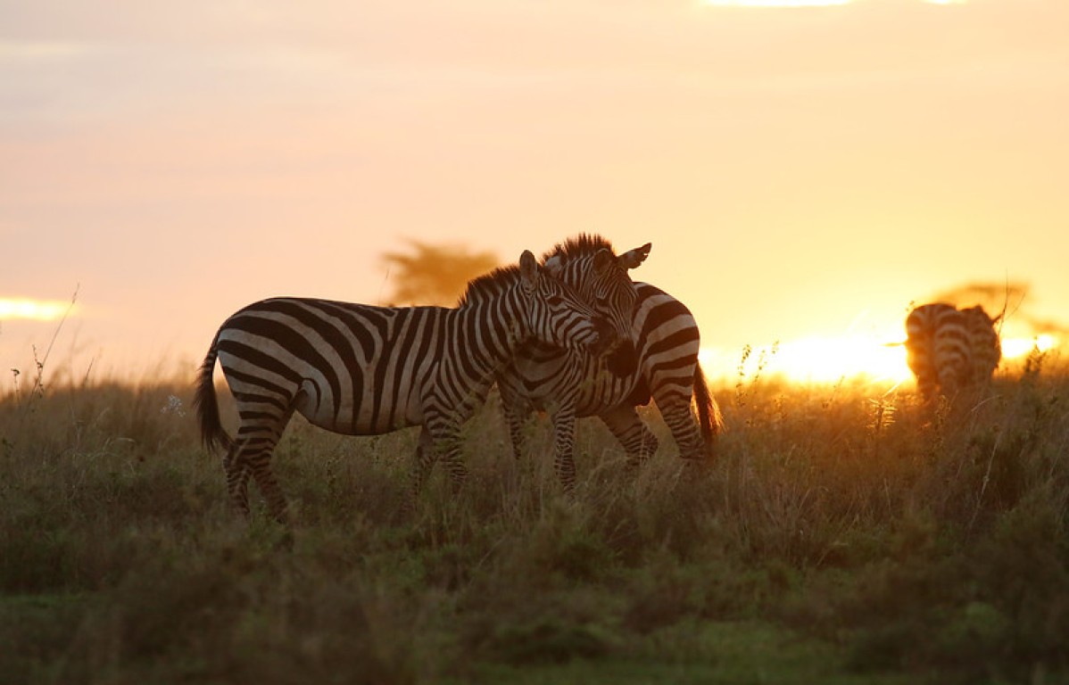 How much does safari cost in Tanzania