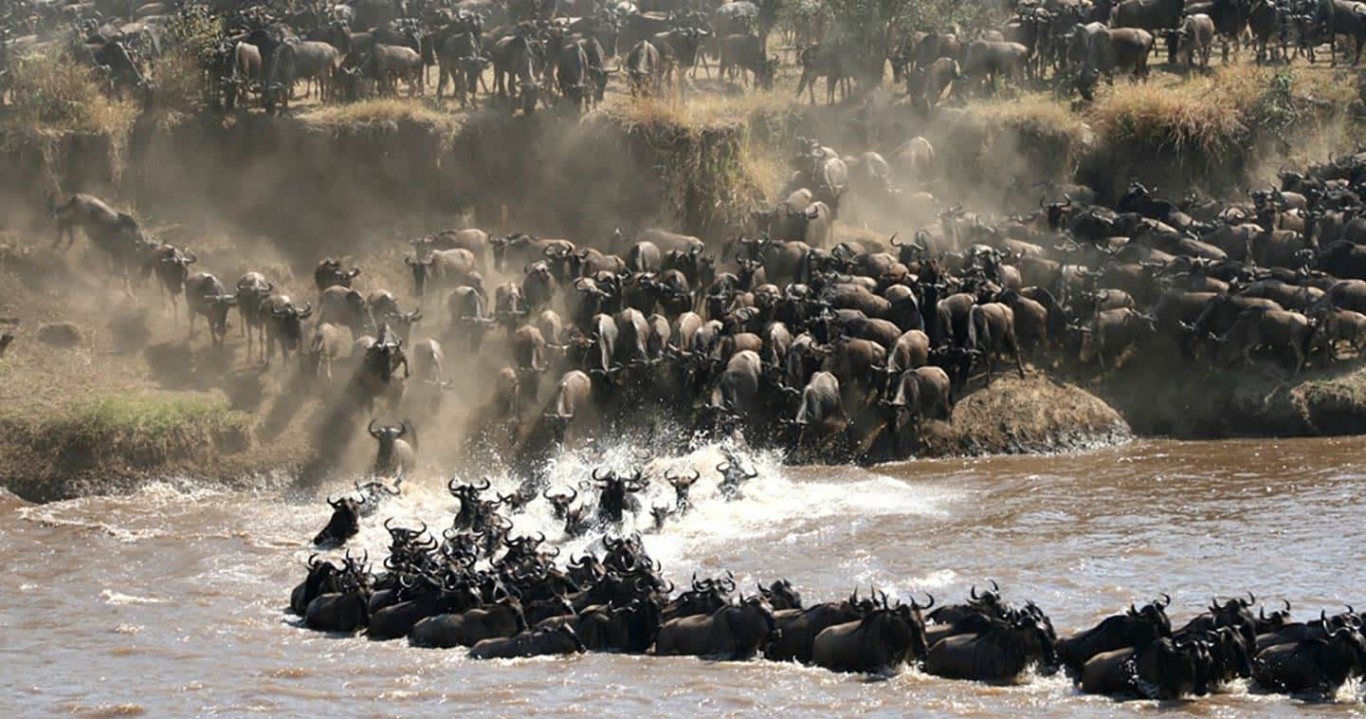 The great Serengeti wildebeest migration