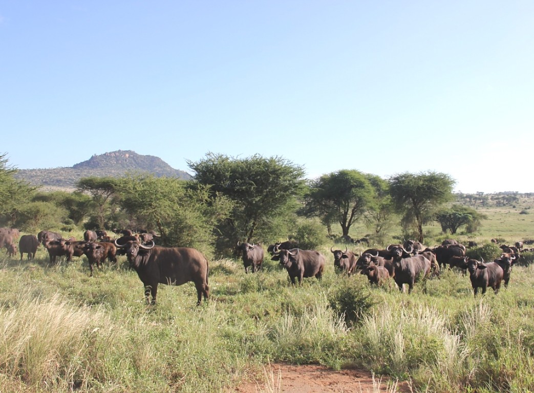 Tsavo East and West Kenya Safari 3 days
