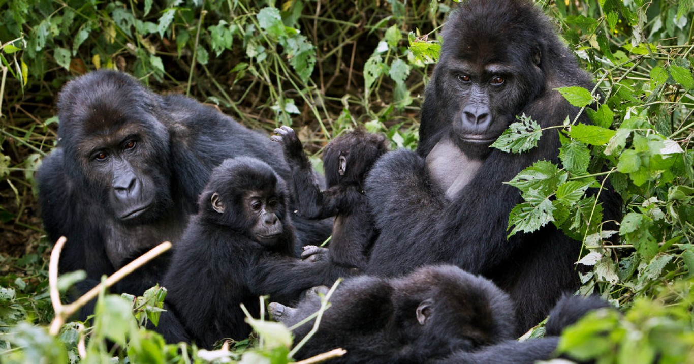 Uganda Gorilla tracking and safari - 10 days